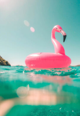 d03-Img-Flamingo.jpg